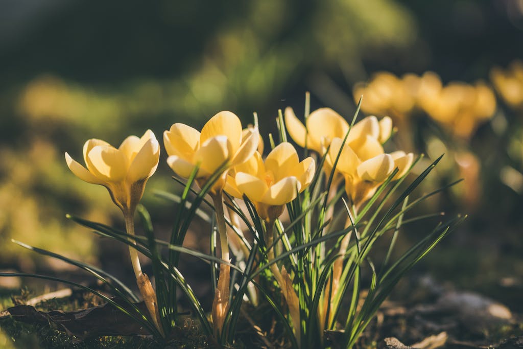 Golden yellow crocus flowers blooming in a sunlit spring garden, showcasing natural beauty.