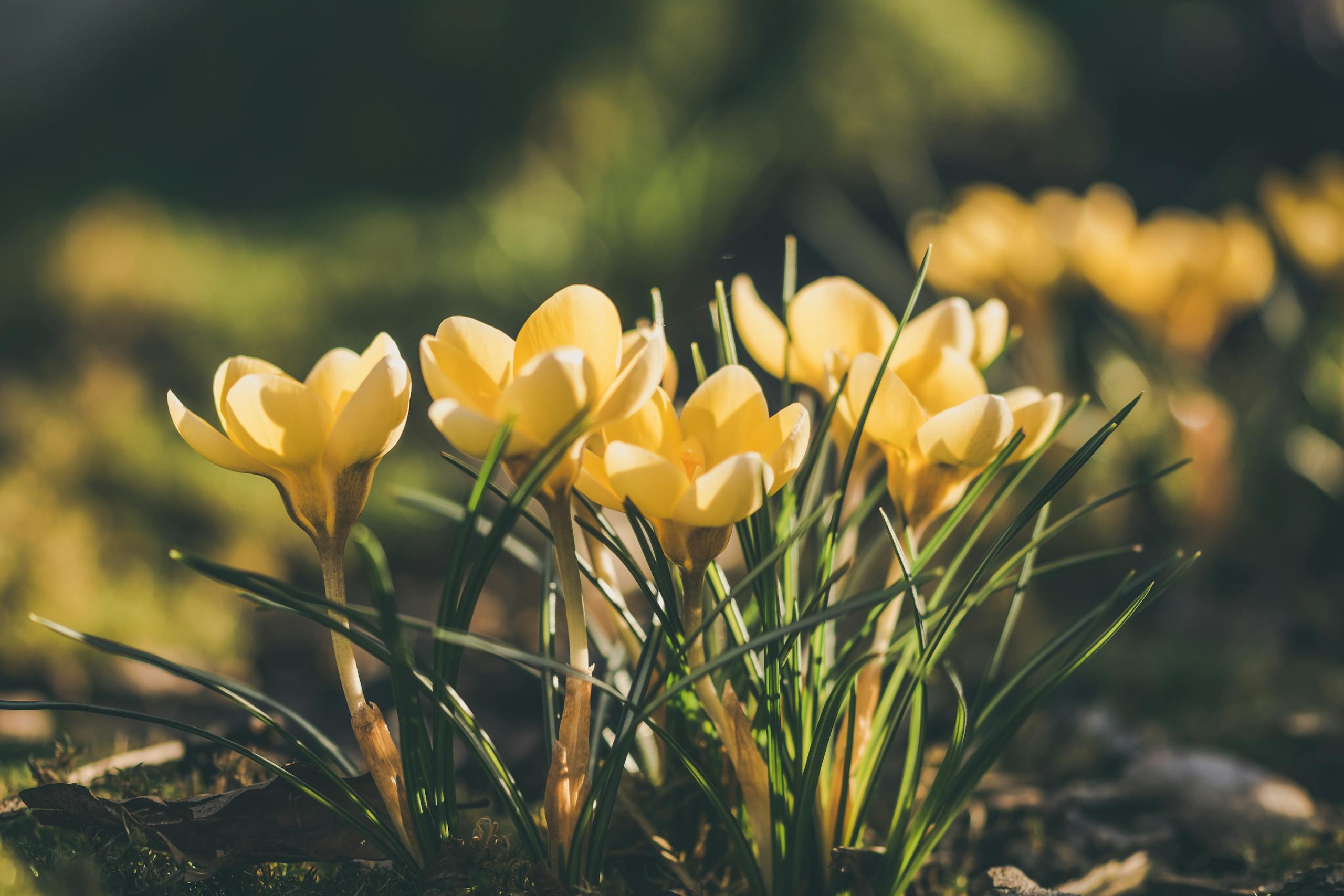 Golden yellow crocus flowers blooming in a sunlit spring garden, showcasing natural beauty.